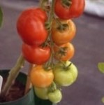 Tomato: Alicante plug plant